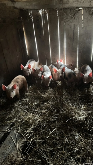 Vând purcei de 10 săptămâni, 21 bucăți  - imagine 2