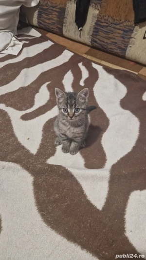Pisica British Shorthair mix cu tabby (Fata)