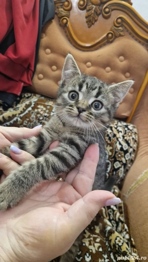 Pisica British Shorthair mix cu tabby (Fata) - imagine 2