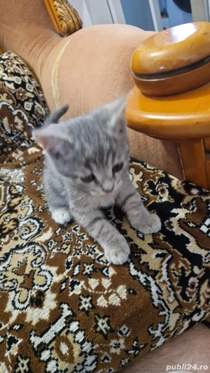 Pisica British Shorthair mix cu tabby (Baiat)