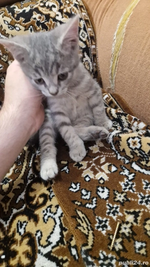 Pisica British Shorthair mix cu tabby (Baiat) - imagine 2