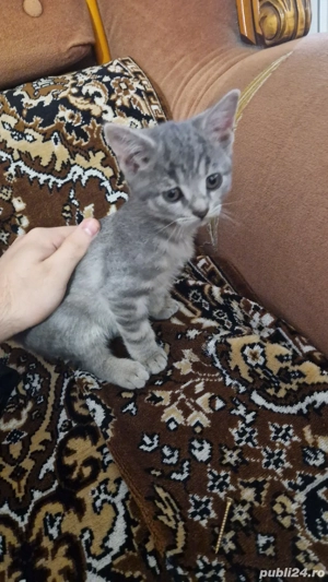Pisica British Shorthair mix cu tabby (Baiat) - imagine 3