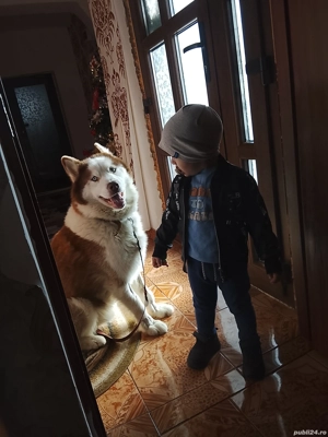 Mascul Husky Siberian. - imagine 2