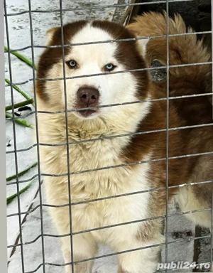 Mascul Husky Siberian.