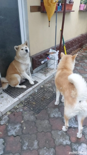 Akita Inu,cadoul ideal. - imagine 2
