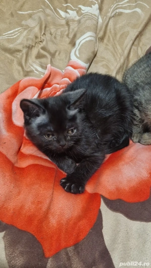 Pisica British Shorthair mix cu tabby (Baiat)