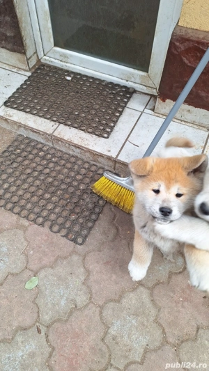 Akita Inu,cadoul ideal. - imagine 4