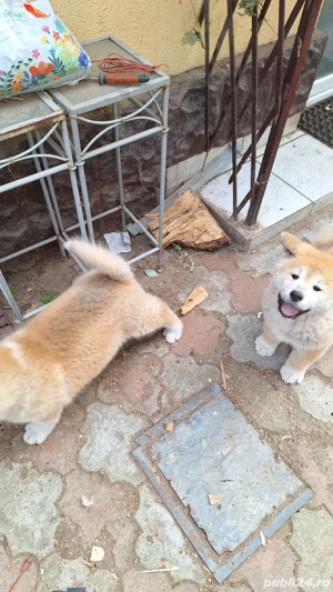 Akita Inu,cadoul ideal. - imagine 5