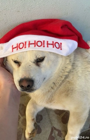 Donez caine metis - imagine 4