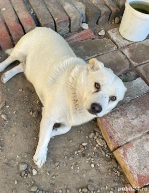 Donez caine metis - imagine 2