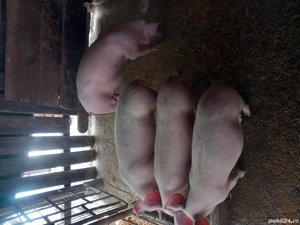 vând purcei  - imagine 2