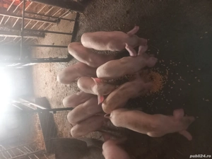 vând purcei  - imagine 2