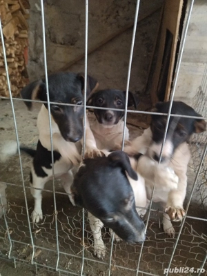 Jack Russell Terrier,multicolor  - imagine 2