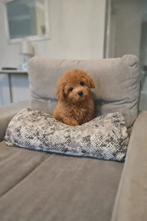 pudel mini toy - imagine 2