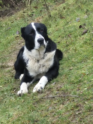 Ciobănesc Asia Centrală  - imagine 2