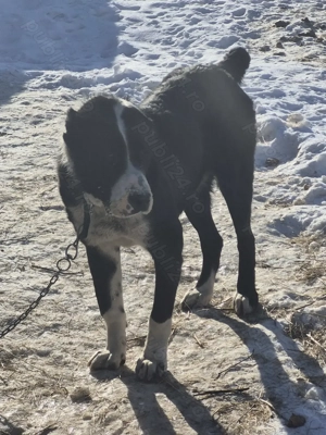 Ciobănesc Asia Centrală 