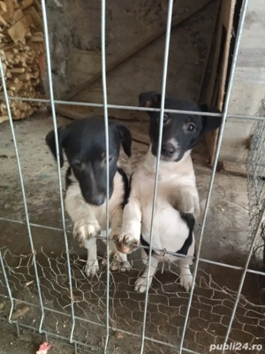 Jack Russell Terrier,multicolor  - imagine 5