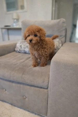 pudel mini toy - imagine 3