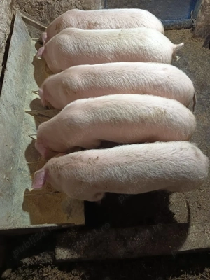 Purcei de vanzare - imagine 3