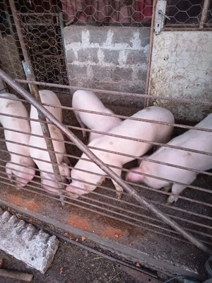 Purcei de vanzare - imagine 2