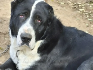 Ciobănesc Asia Centrală  - imagine 5