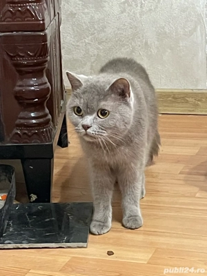 Vand pisic     British Shorthair - imagine 4