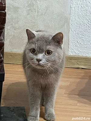 Vand pisic     British Shorthair - imagine 5