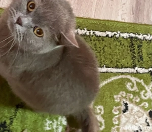 Vand pisic     British Shorthair - imagine 2