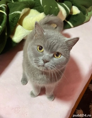 Vand pisic     British Shorthair