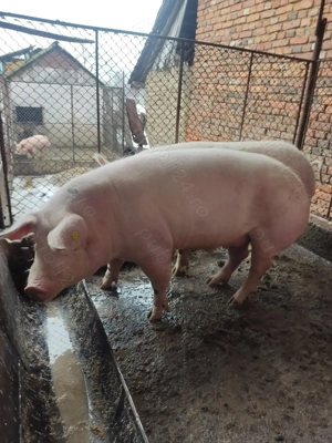 Porci de vanzare - imagine 4
