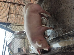 Porci de vanzare - imagine 4