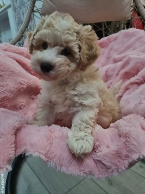 Baietel maltipoo