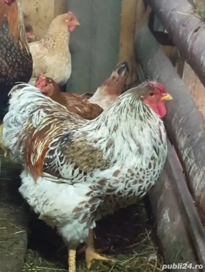 cocosi wyandotte argintiu,GSG,SPLESH, - imagine 2