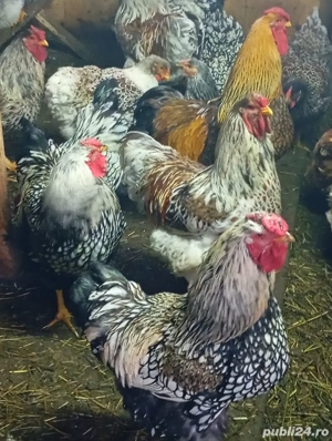 cocosi wyandotte argintiu,GSG,SPLESH, - imagine 3