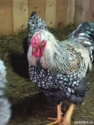 cocosi wyandotte argintiu,GSG,SPLESH,