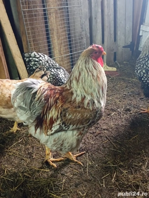 cocosi wyandotte argintiu,GSG,SPLESH, - imagine 5