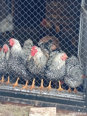 cocosi wyandotte argintiu,GSG,SPLESH, - imagine 4