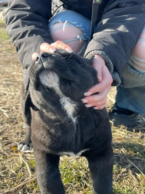 Servicii de pet sitting și cazare temporară pentru câini și pisici      - imagine 3