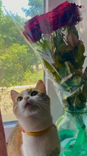 Servicii de pet sitting și cazare temporară pentru câini și pisici      - imagine 4