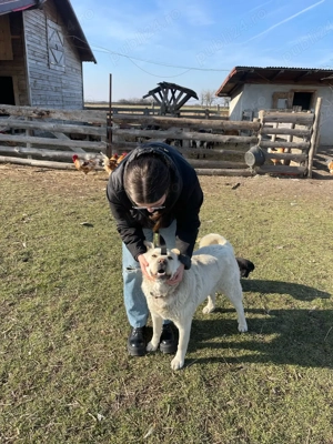 Servicii de pet sitting și cazare temporară pentru câini și pisici     