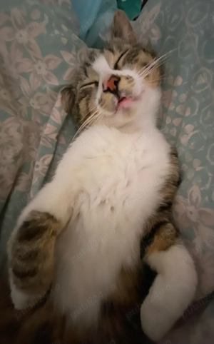 Servicii de pet sitting și cazare temporară pentru câini și pisici      - imagine 2