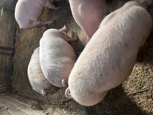 Soldei de vânzare  - imagine 2