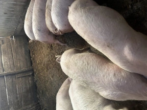 Soldei de vânzare  - imagine 3