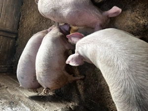 Soldei de vânzare  - imagine 4