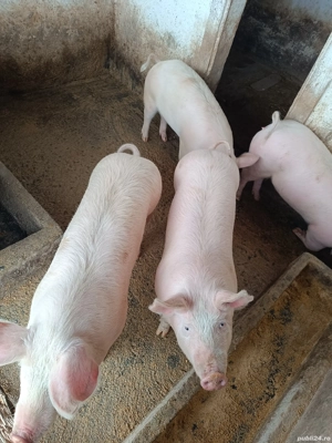 Porc de vanzare - imagine 5