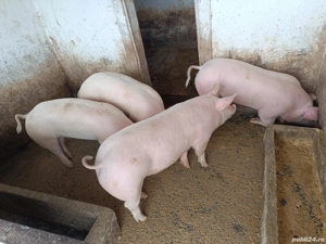 Porc de vanzare - imagine 3
