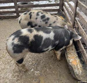 De vânzare 2 scrofițe 