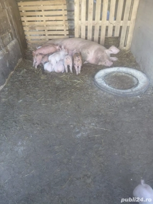 Vand scroafa cu 12 purcei  - imagine 2