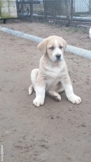 pui ciobănesc de asia centrală 