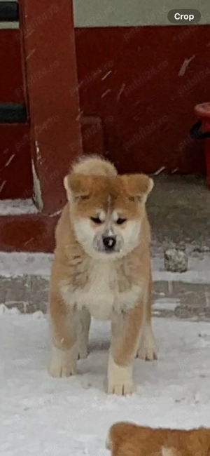 De vanzare pui Akita Inu, catelusi de vanzare